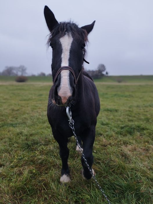 Klacz zimnokrwista sztumska kara malowana
