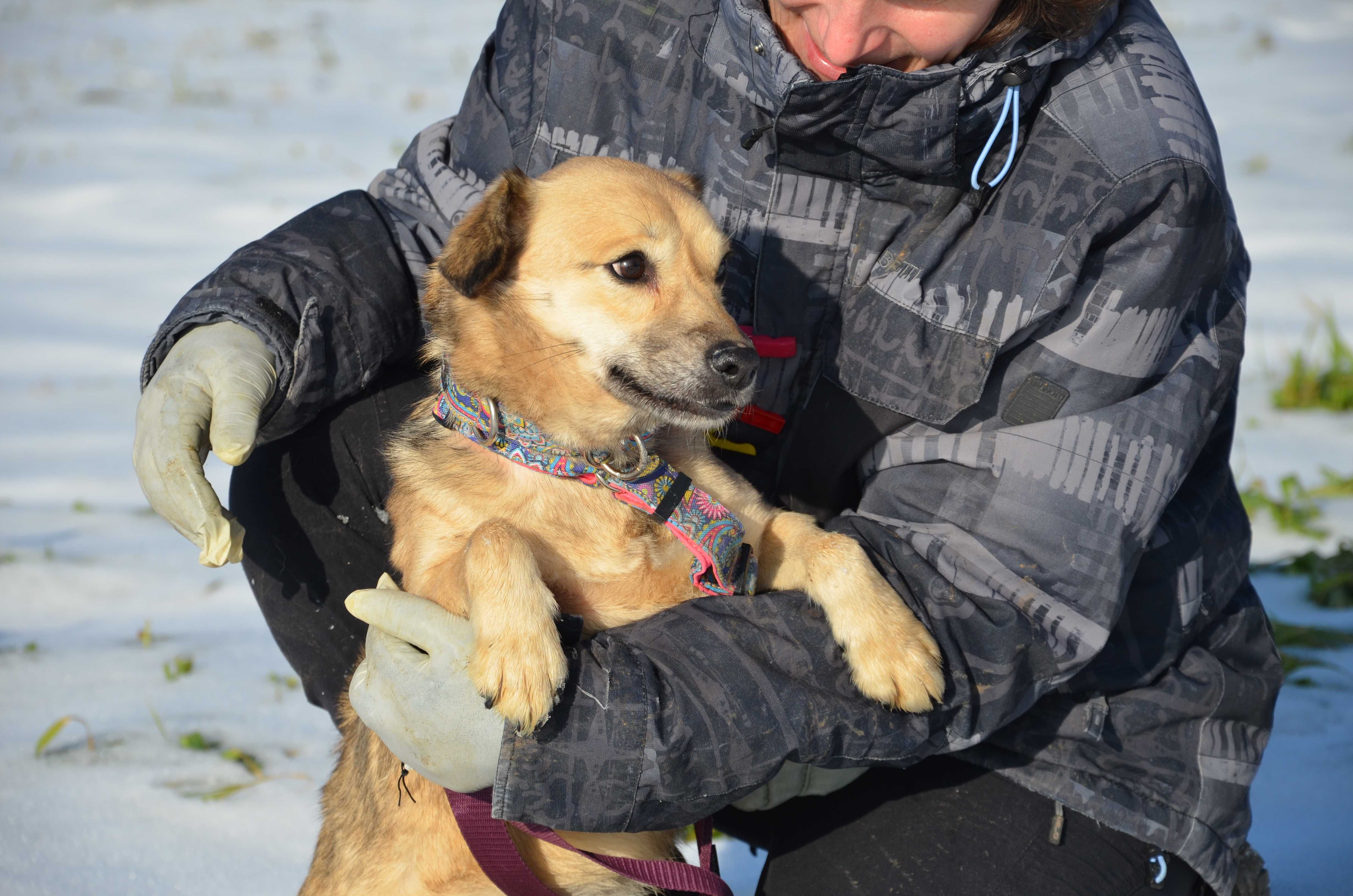 Spacja - mała, sunia, szukająca swego domu i człowieka - do adopcji.