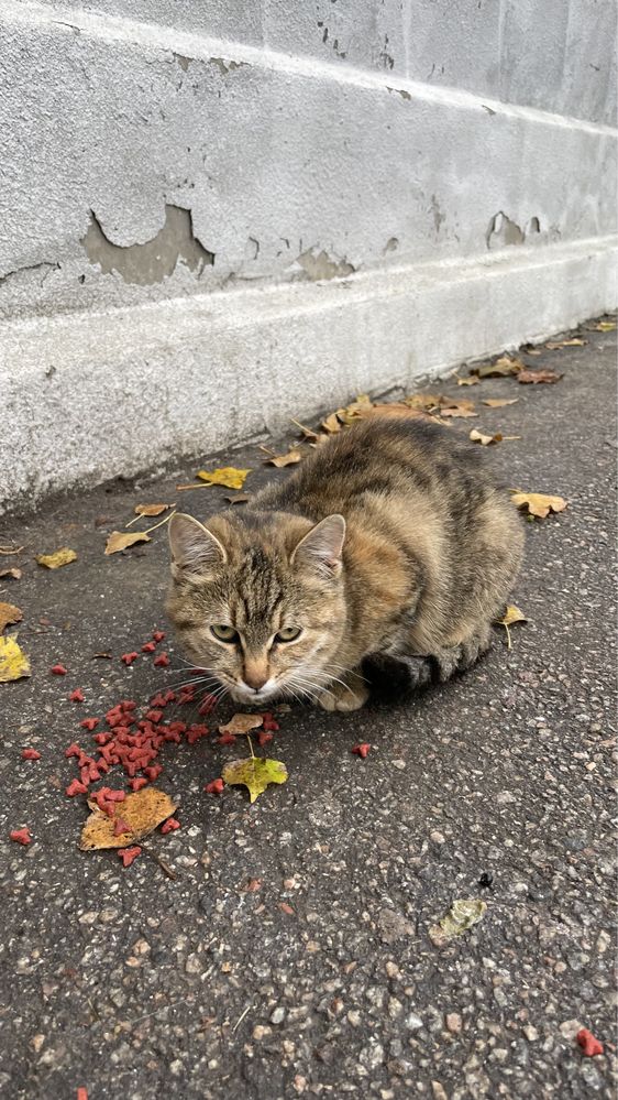 Шукаю дім для 1 кошеняти