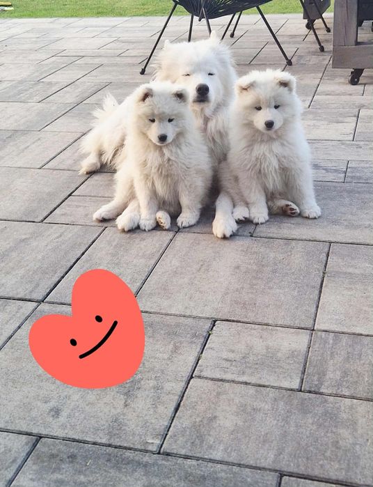 Samoyed SWKiPR-gotowe do odbioru