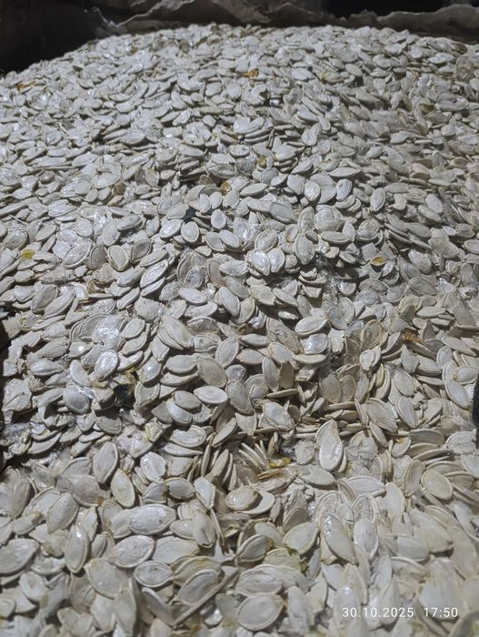 Продам гарбузове насіння Українка