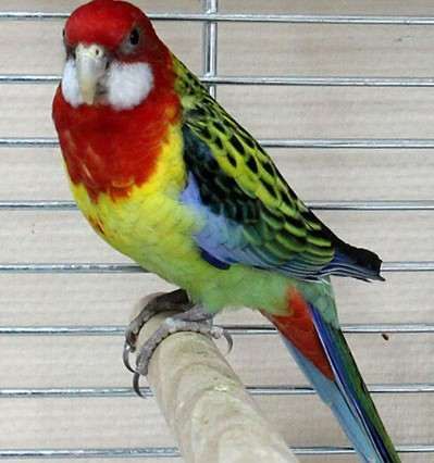 Розелла пестрая яркий попугай.