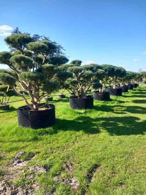 Bonsai Niwaki Cis Sosna (szmaragd laurowiśnia klon katalpa jodła )