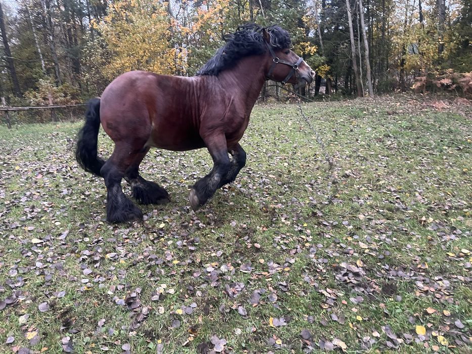 mam na sprzedaz ogiera  zimnokrwistego typ sztumski