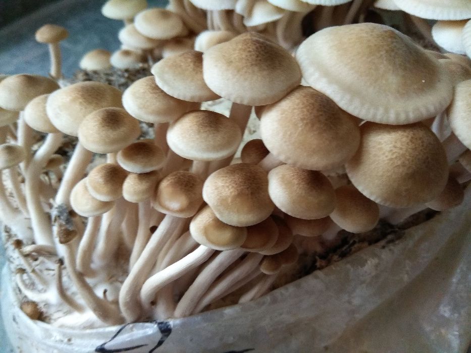 мицелий эринги, шиитаке, опят, гериция