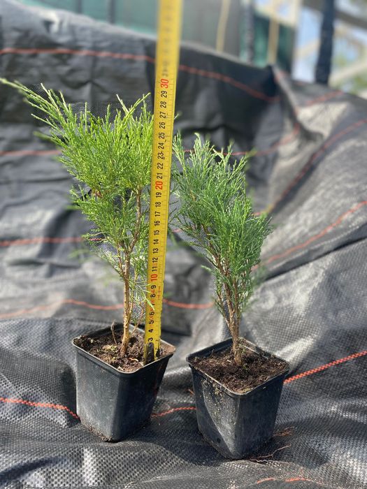 Саджанці туї, ялівцю, самшиту