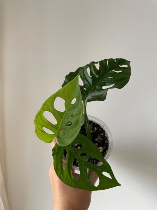 Monstera Monkey Mask