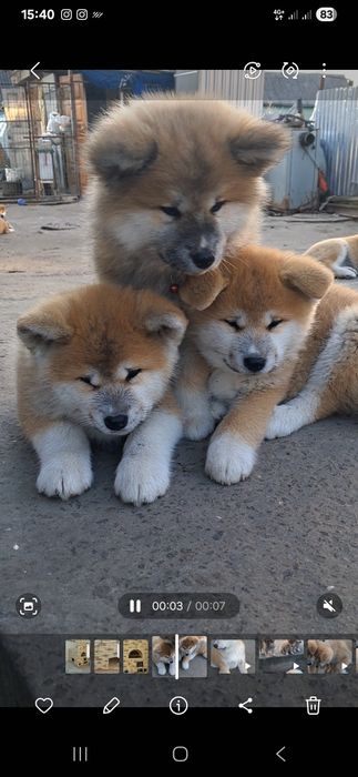 Акіта -іну хлопчики та дівчатка