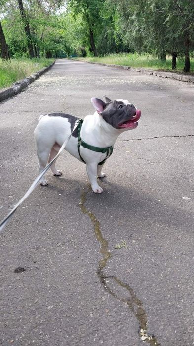 Французький бульдог хлопець, шукає подружку для в'язки. Вік 2 роки.