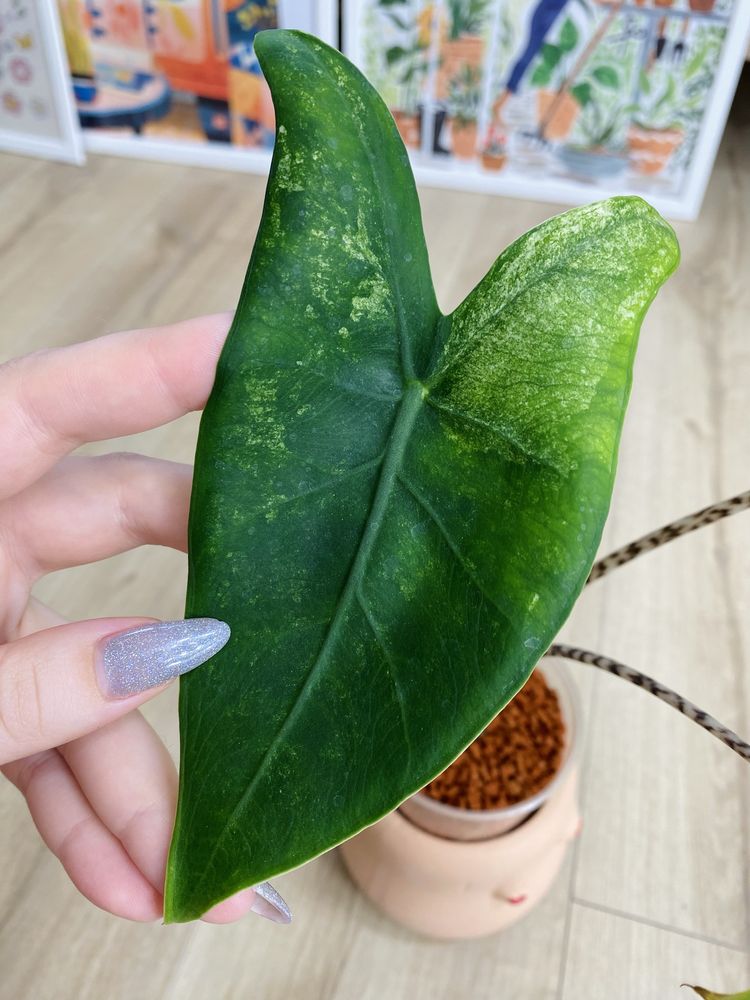 Alocasia alokazja zebrina variegata w typie mint unikat kolekconerska