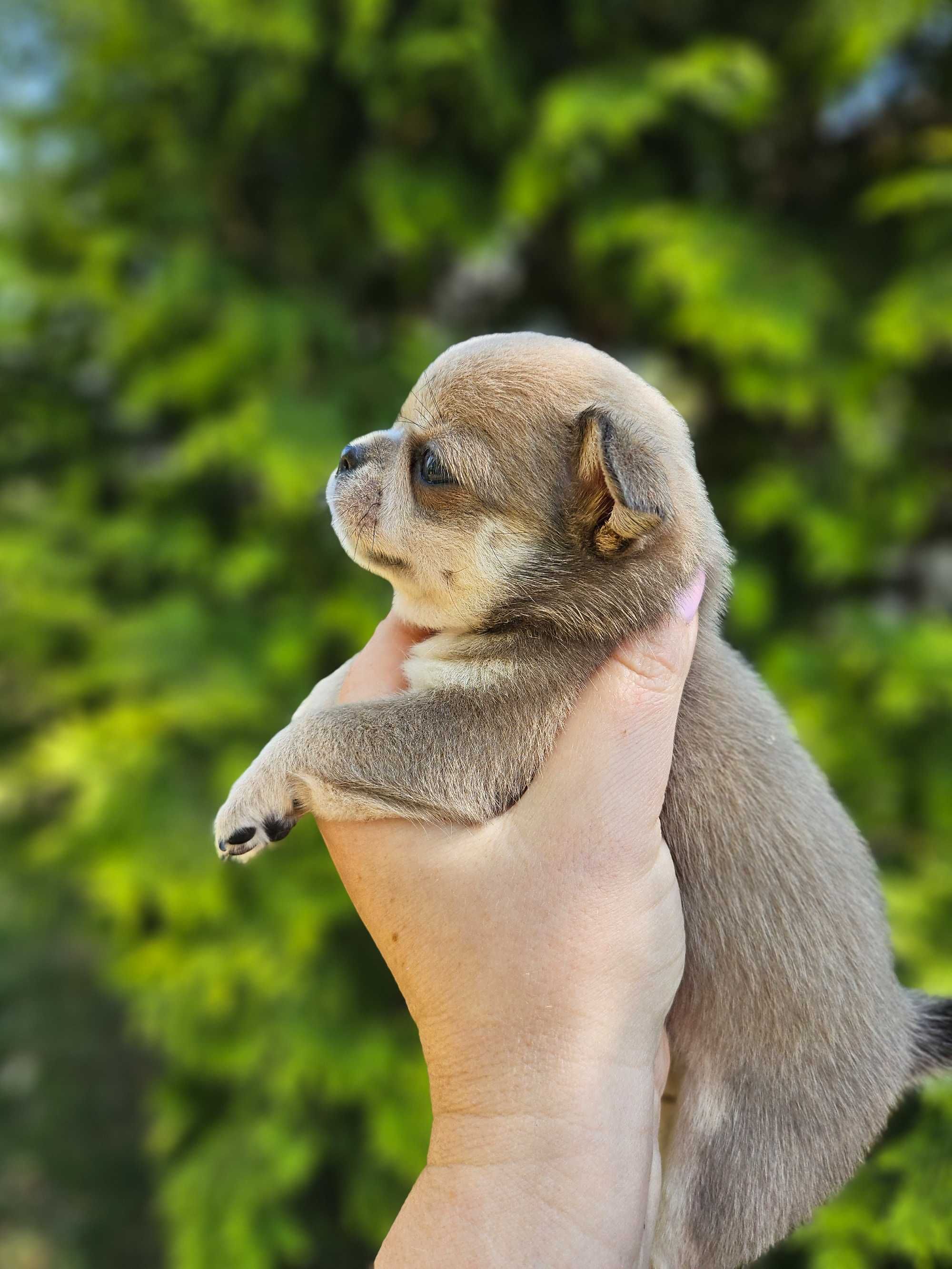 Chihuahua krótkowłosa malutka sunia hodowla zarejestrowana ZKwP FCI
