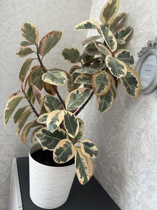 Фікус Еласиіка Беліз