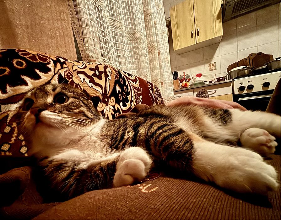 подарую котеня дівчинка полукровка