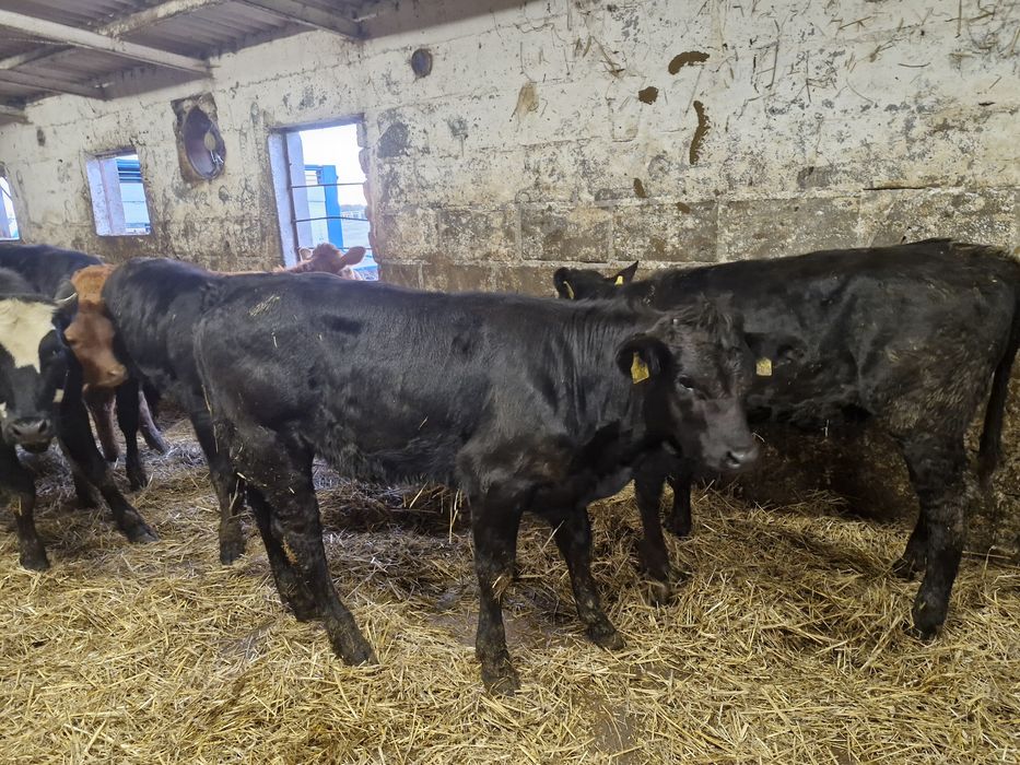 Jałówki odsadki 8 sztuk