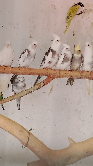 Papugi Nimfy stado 6szt