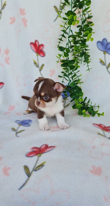 Excelente chocolatinha Chihuahua/Chiuaua mini,Linhagem Russa,Qualidade
