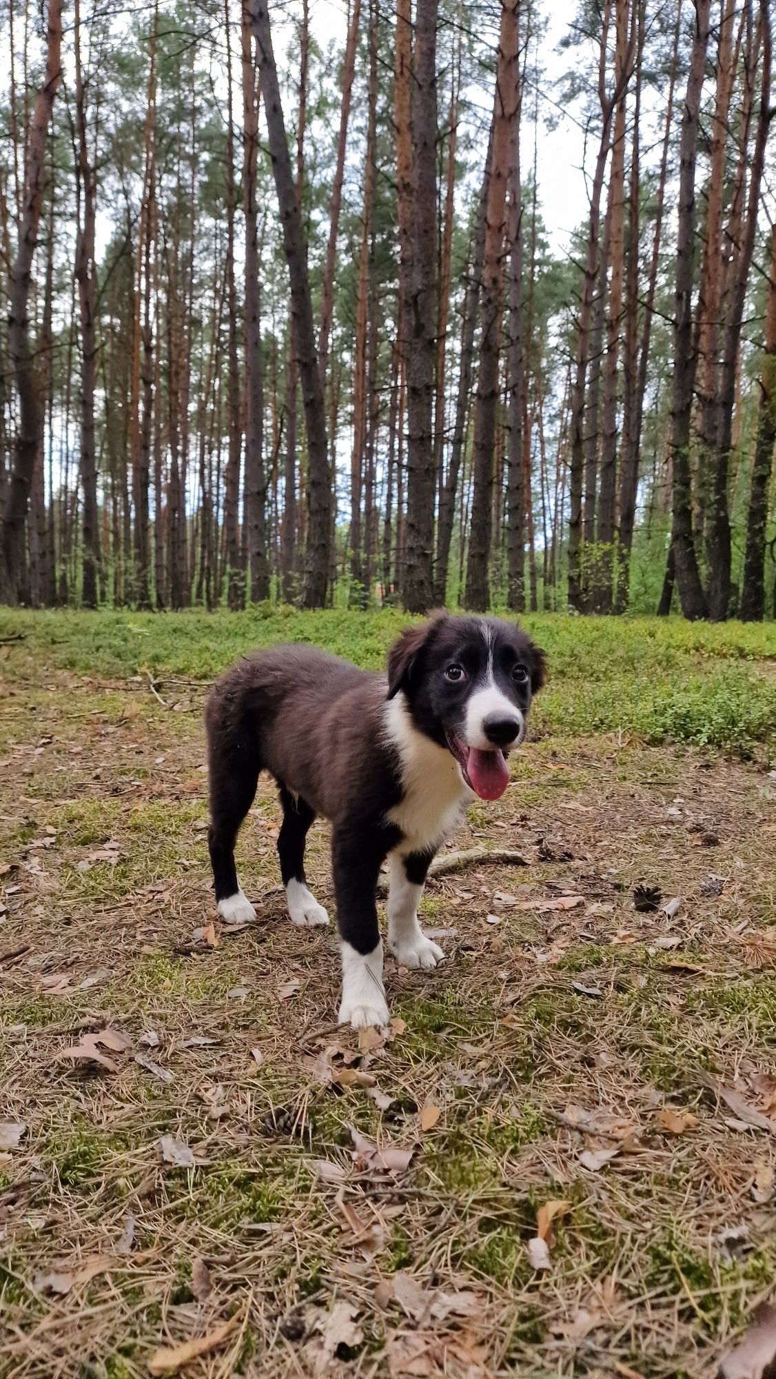 Border Collie piesek czarno biały