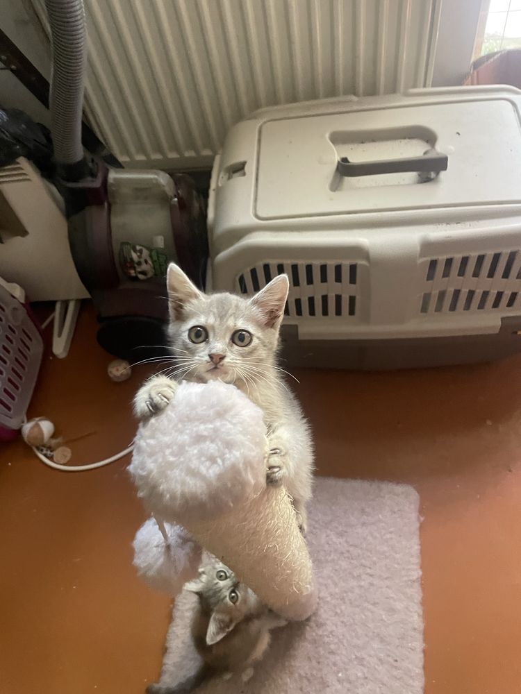 Кошенята кошеня шукають дім
