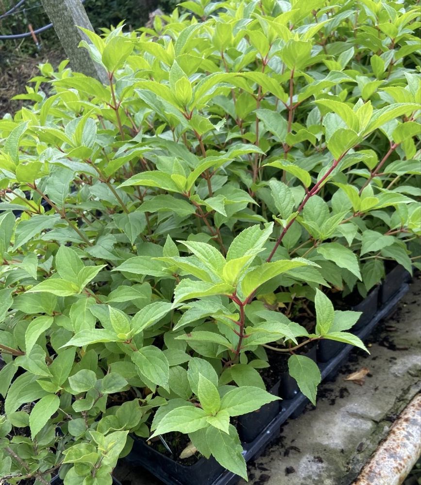 Hortensja bukietowa (Hydrangea paniculata)