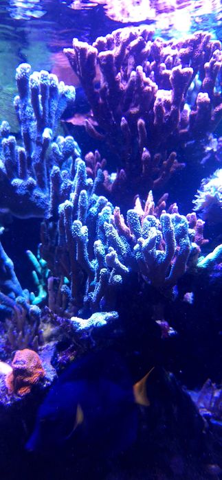 Montipora digitata Red/ Gray