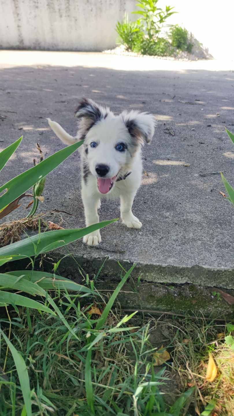 Border Collie Blue Merle fêmea (olhos azuis)