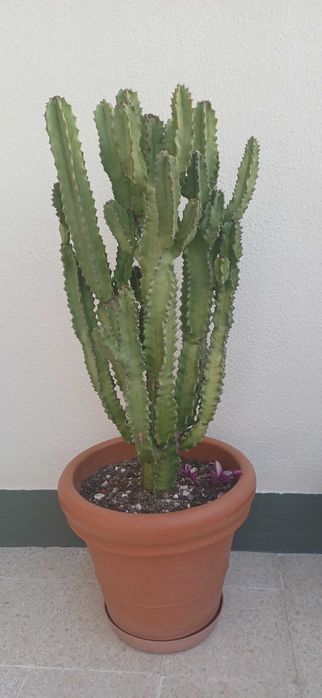 Cacto euphorbia com 1 metro altura e 40cm largura