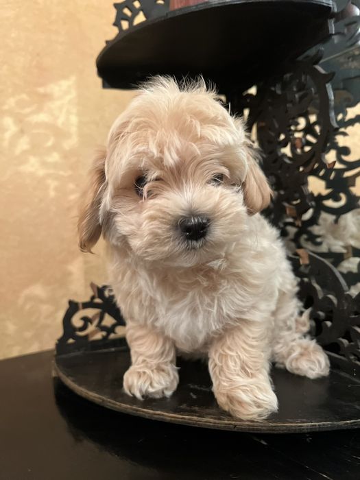 Мальтипу девочка