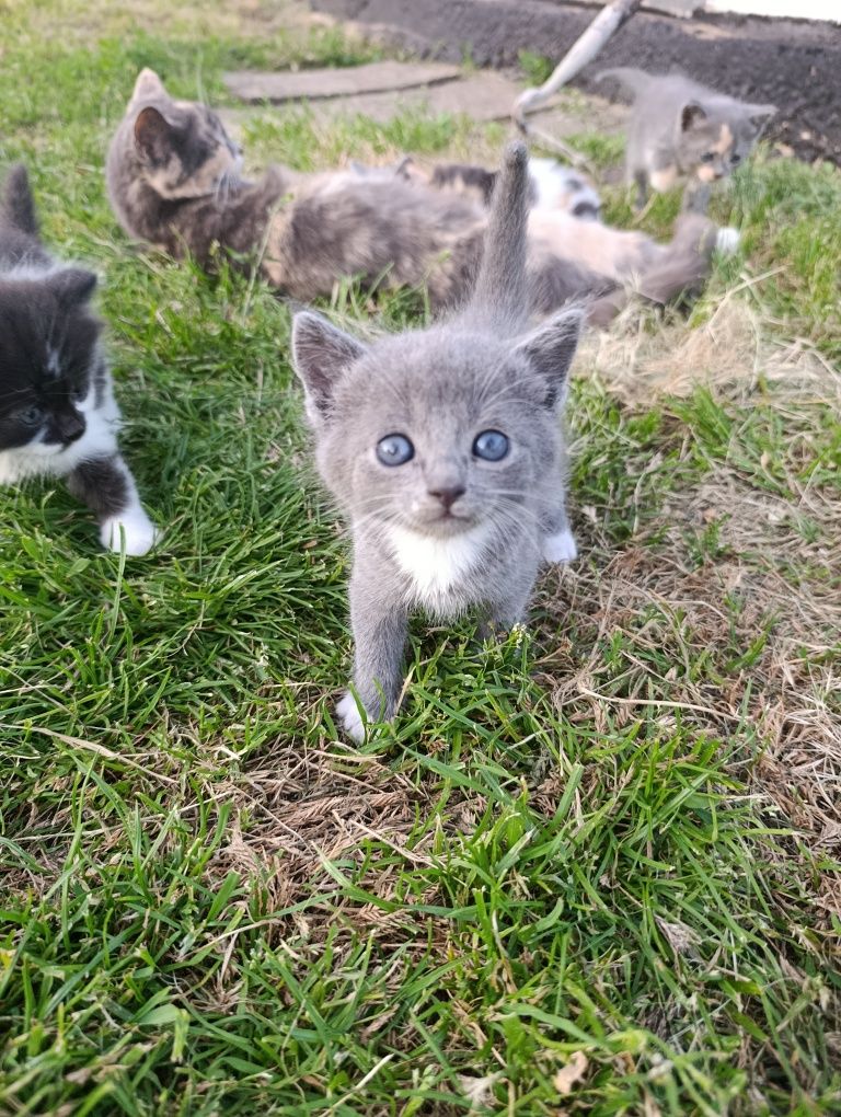 Котики в добрі руки!!!