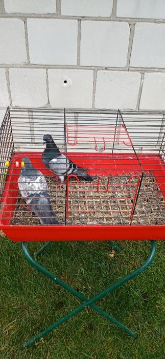 Gołębie różnych ras