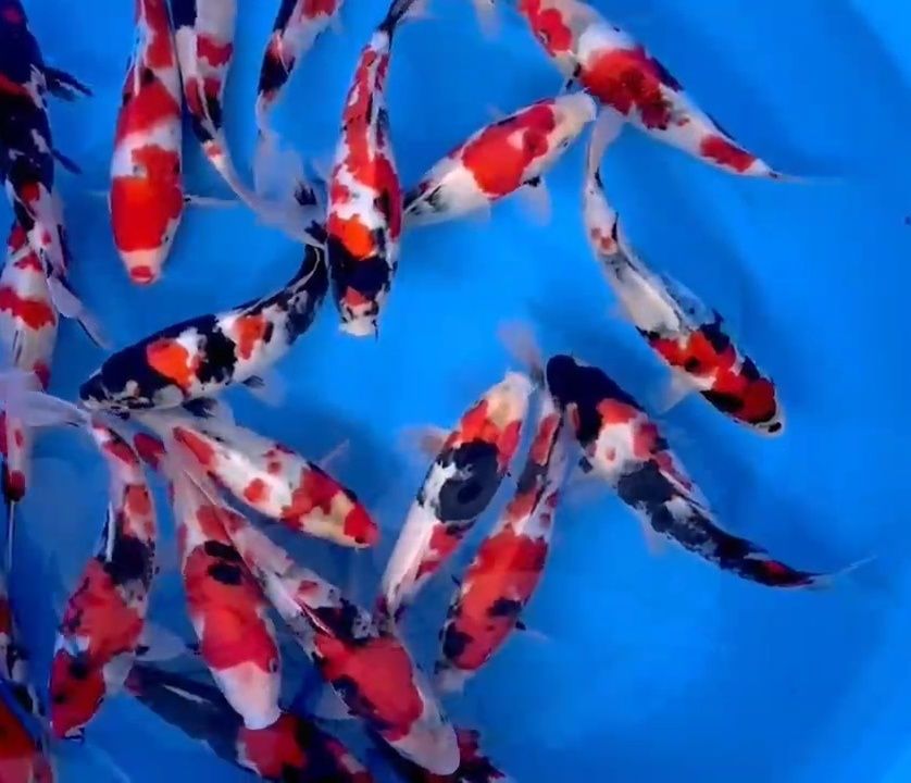 Carpa koi - SHOWA - TOSAI - C/CERTIFICADO