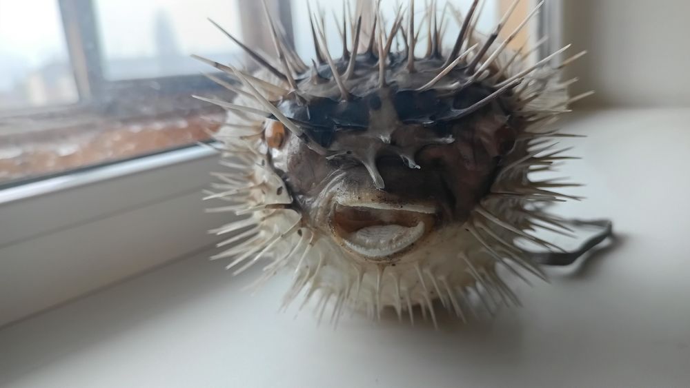 Риба їжак, риба фугу, чучело рыбы ёж