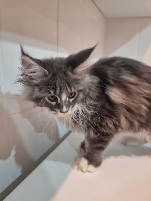 gato maine coon com lop