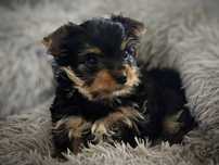 Yorkshire Terrier