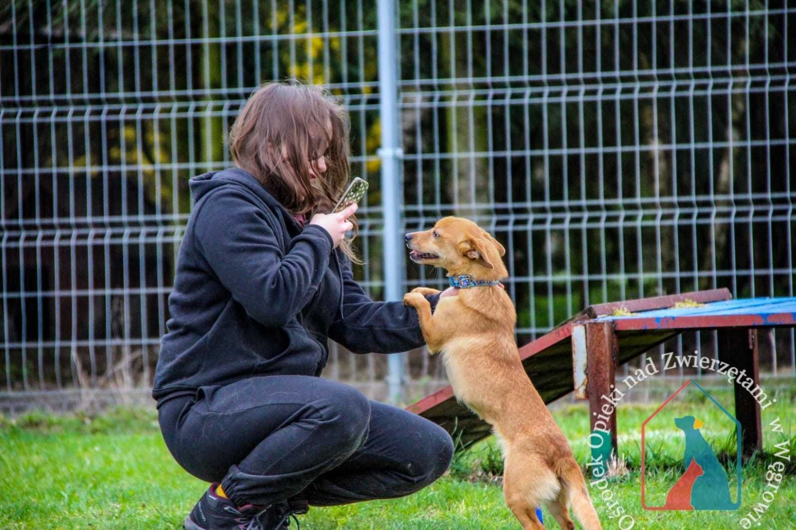 MALUTKA, PRZEUROCZA, młoda sunia prosi o dobry domek