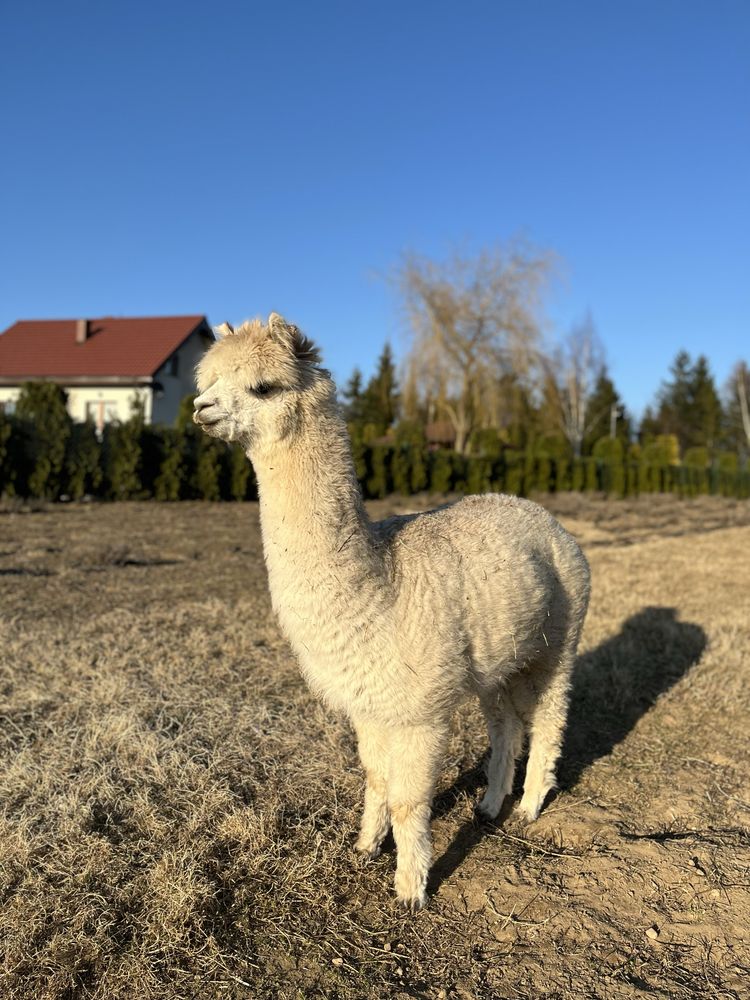 Alpaka - Samica rasy Huacaya 2latka w potwierdzonej ciąży