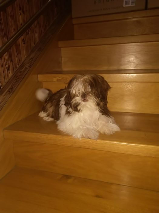 Shih tzu suczka gen czekoladowy