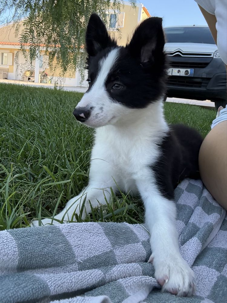 Border Collie preto e branco
