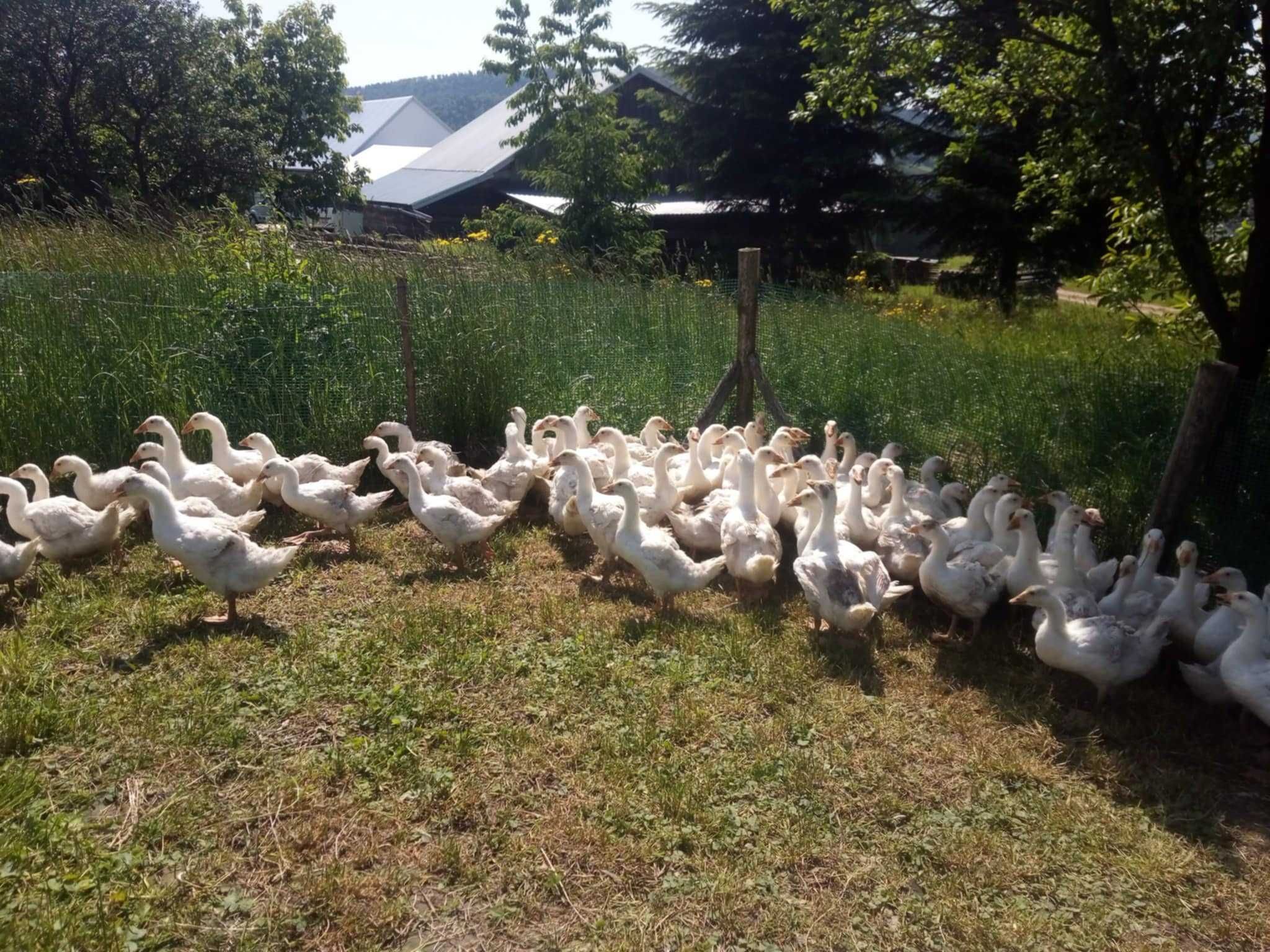 Sprzedam kaczki gęsi