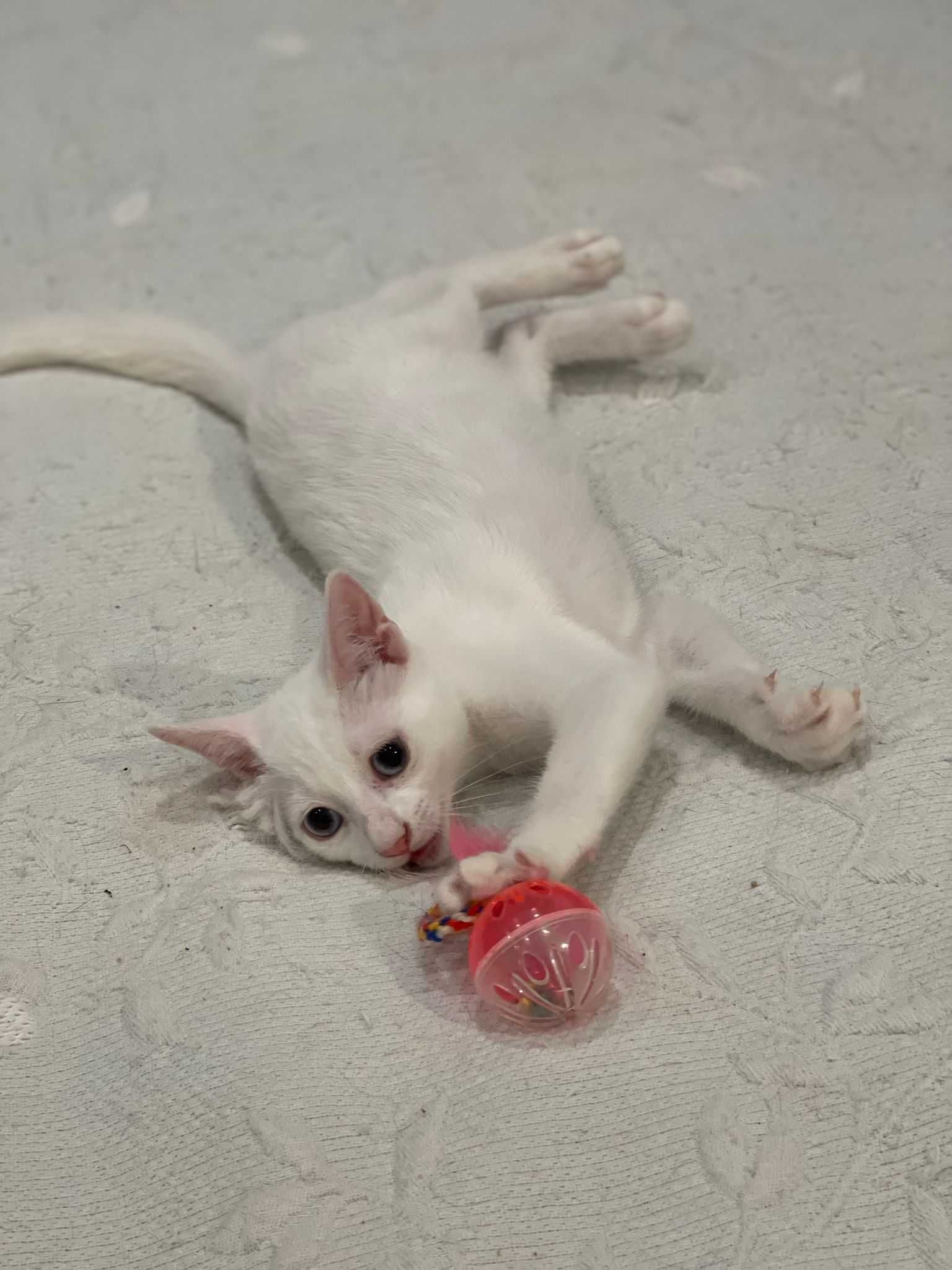 Gatinhas bebés muito fofinhas para adoção conjunta