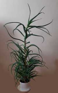 Aloes leczniczy roślina