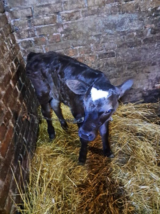 Теличка від молочної корови