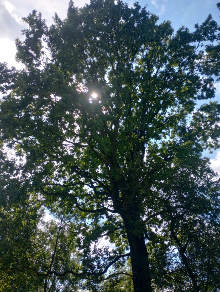 Dęby na pniu, 230 i 250 cm, Kraków