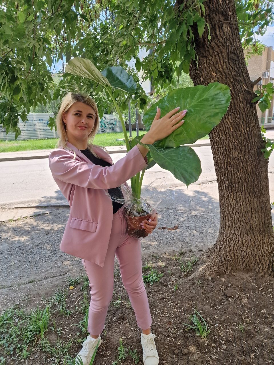 Алоказия Macrorrhiza. Алоказія Макроріза