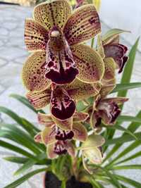 Orquídea para venda