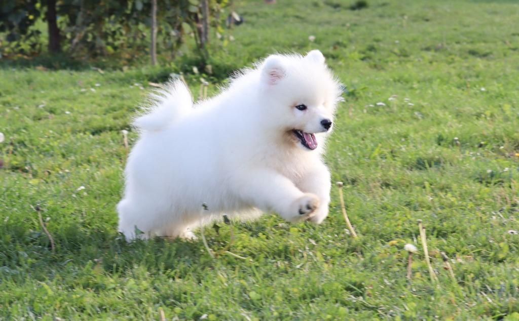 Samoyed szczeniaki FCI/ZKwP