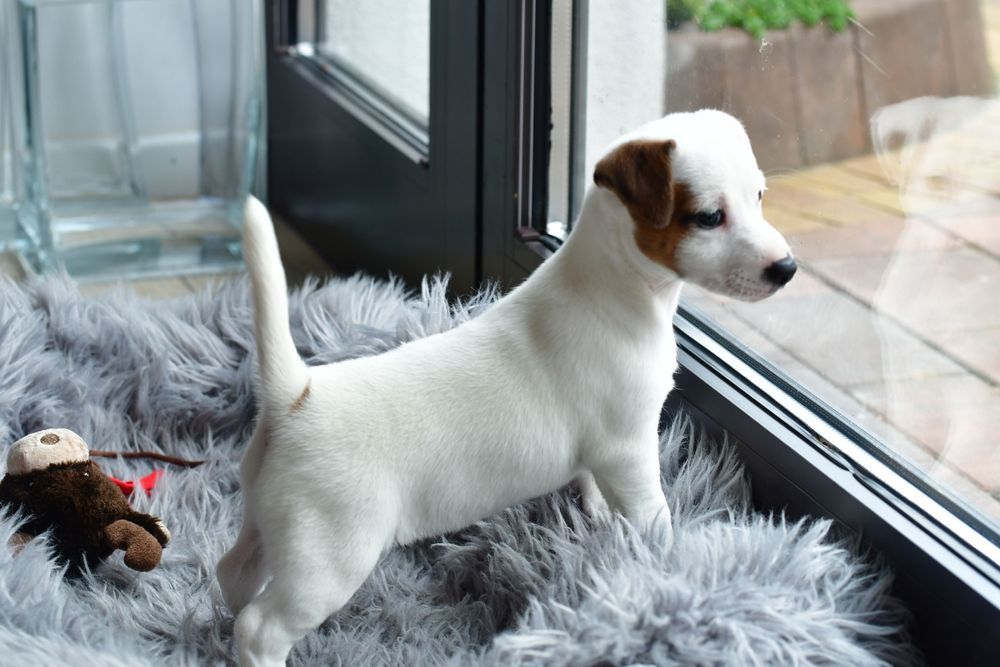 Suczka Jack Russell Terrier