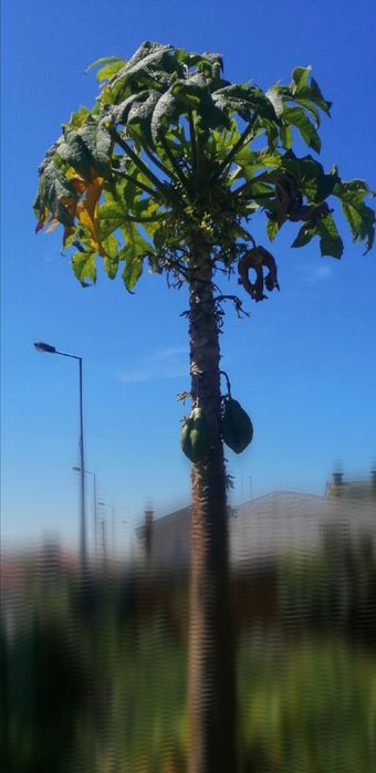 Papaia da montanha (Vasconcellea pubescens) de vários tamanhos e preço