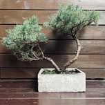 Bonsai z jałowca w ręcznie wykonanej betonowej donicy