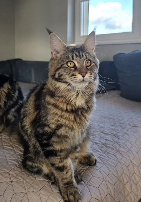 Kotka Maine Coon gotowa do zmiany domu.