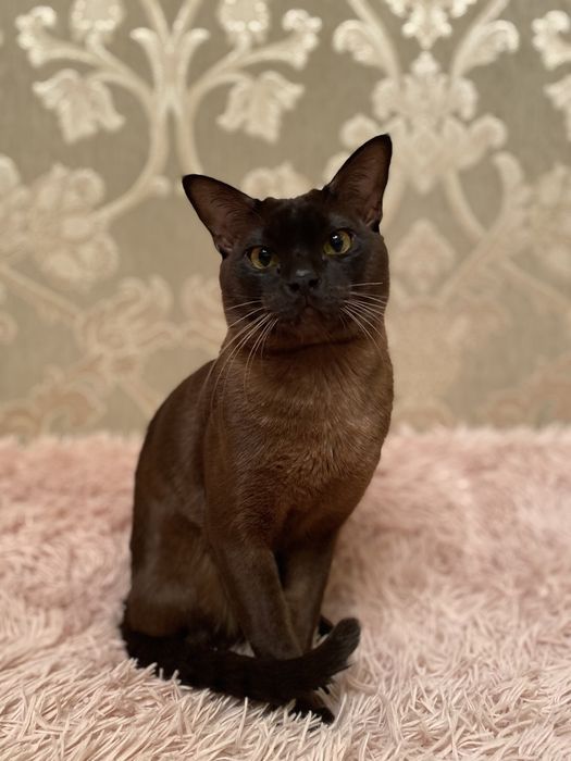 Вязка європейської бурми